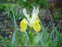 Iris bucharica - I