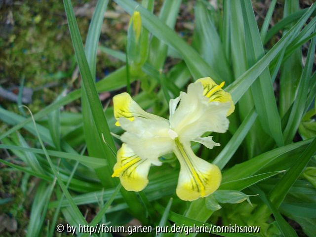 Iris bucharica - II