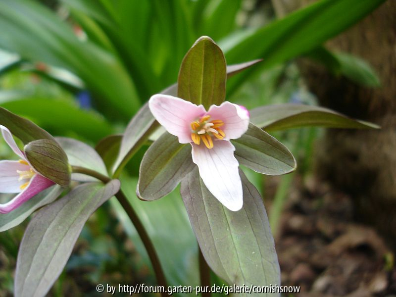 Trillium pusillum - II