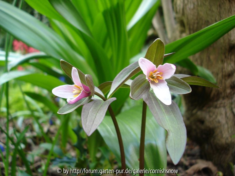 Trillium pusillum - I