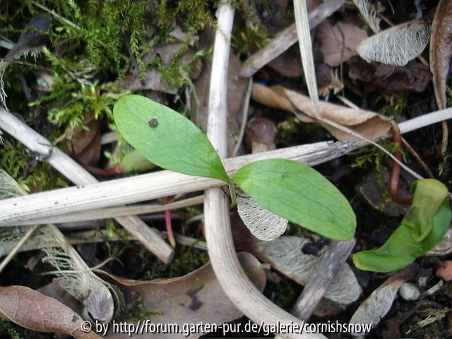 Smyrnium perfoliatum Sämling ?