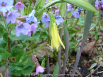 Uvularia perfoliata - 2008