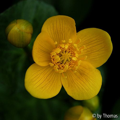 Sumpfdotterblume Blüte