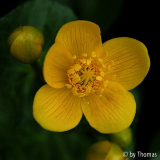 Sumpfdotterblume Blüte