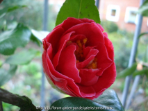 'Guilio Nuccio' I