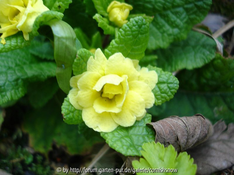 Primula vulgaris - Jack-in-the-green I