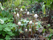 Sanguinaria canadensis - 2008 I