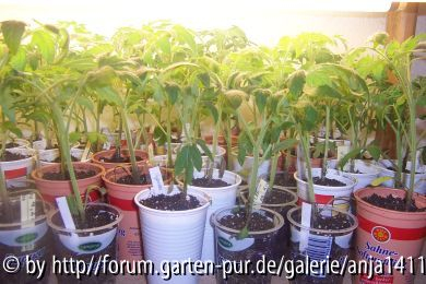 Tomaten 2008