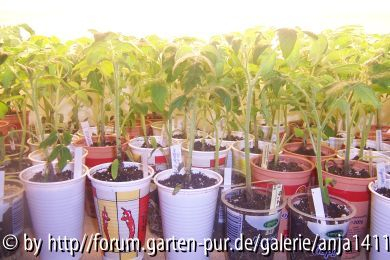 Tomaten 2008 II.