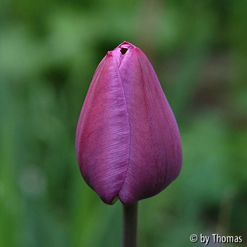 Tulpe Blüte pink