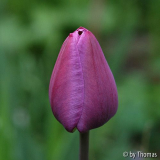Tulpe Blüte pink