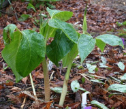 Arisaema lobatum