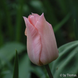 Tulpe Blüte blassrosa