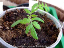 Tomaten 2008