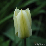 Tulpe Blüte gelb