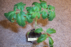 Wildrose