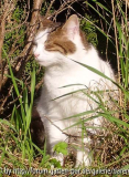 Sonnenkatze 1