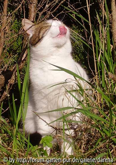 Sonnenkatze 2