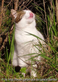 Sonnenkatze 2