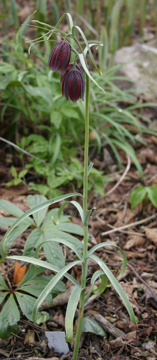Fritillaria rhutenica - Habitus