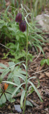Fritillaria rhutenica - Habitus
