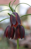 Fritillaria rhutenica - Blüte