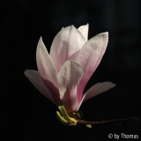Magnolie im Streiflicht