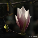 Magnolie im Gegenlicht