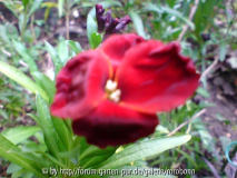 goldlackblüte 2.jpg