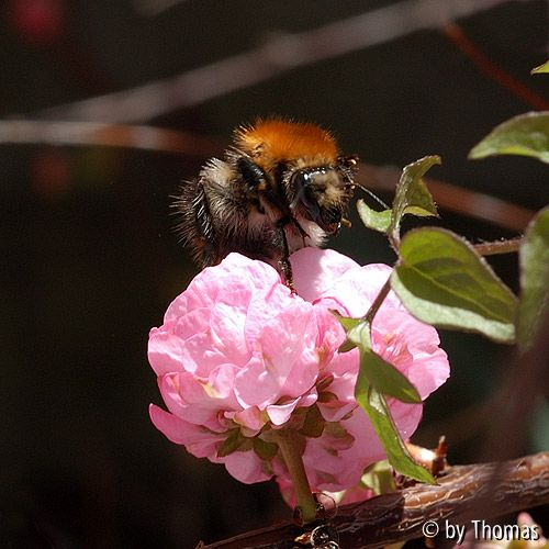 Mandelblüte mit Hummel
