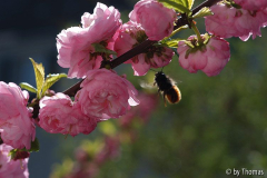 Mandelblüte mit Biene (?)