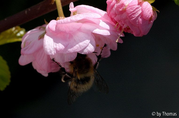 Mandelblüte mit Biene (?)