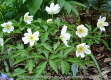 Anemona nemorosa ’Leed’s Variety’ I