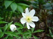 Anemona nemorosa ’Leed’s Variety’ II