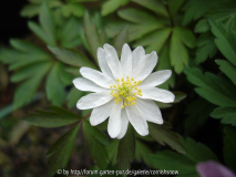 Anemona nemorosa ’Tinney’s Blush’
