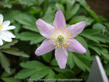 Anemone nemorosa ’Tilo’