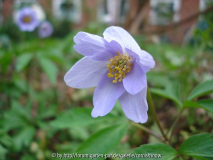 Anemone nemorosa ‘Blue Bonnet‘