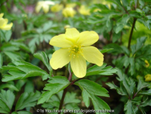 Anemona x lipsiensis ’Pallida’