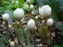 Sanguinaria canadensis 'Multiplex'