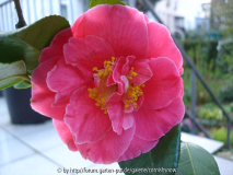 japonica 'Guilio Nuccio' II