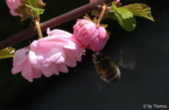 Mandelblüte mit Biene (?)