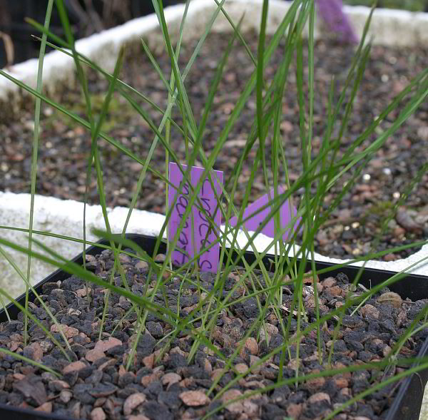 Crocus banaticus Sämlinge