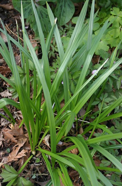 Crocus banaticus Blätter