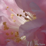 Mandelblüte ganz nah