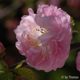 Mandelblüte