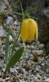 Fritillaria 'Goldilocks'