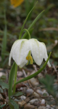 Fritillaria meleagris (wahrscheinlich)