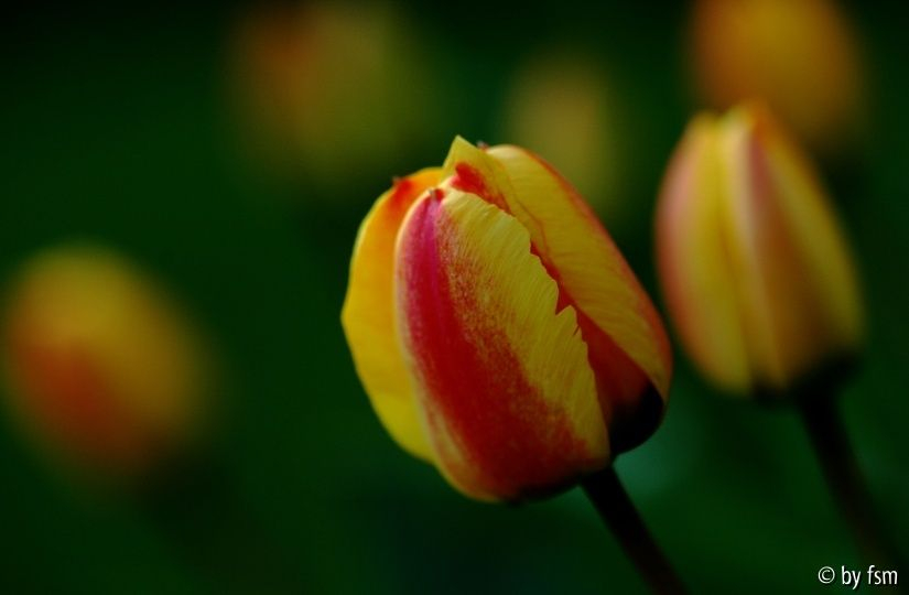 Tulipa