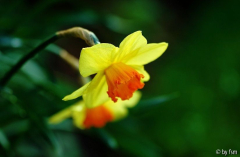 Narcissus 1