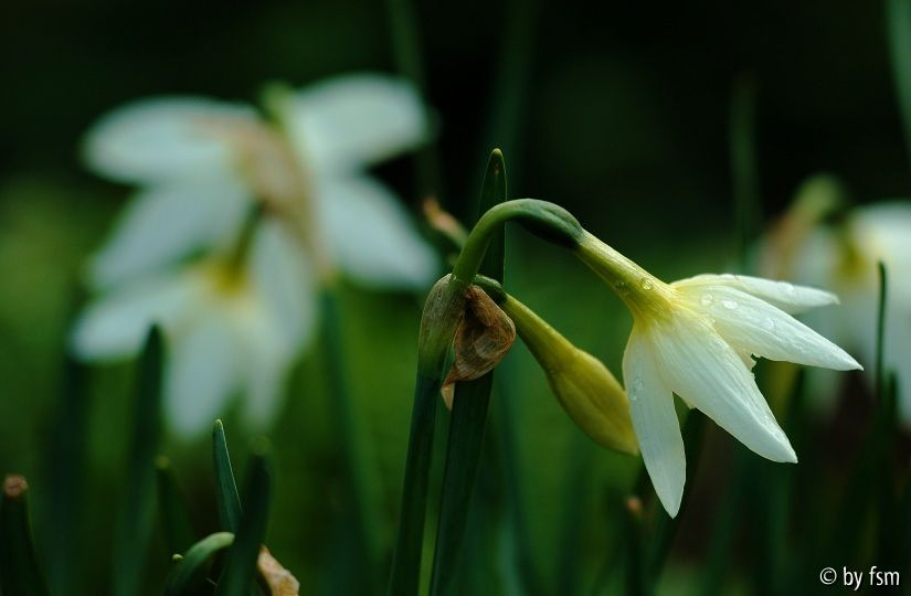 Narcissus 2